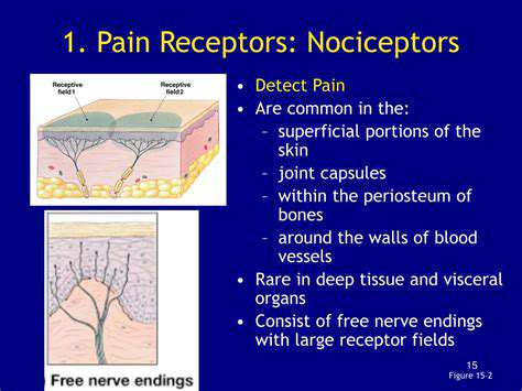 ImpactonPainReceptorsandSensoryPerception