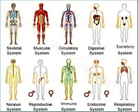 TheMajorOrganSystemsoftheBody