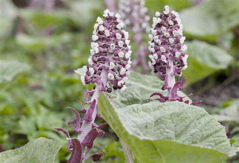 Butterbur:ATraditionalRemedywithScientificBacking