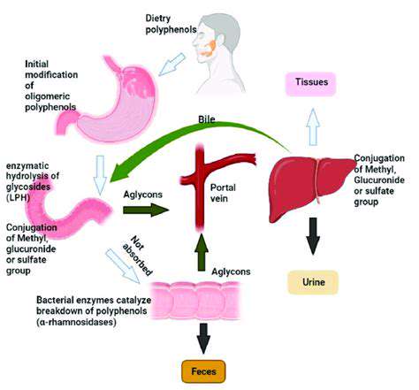 MetabolismandExcretionPathways