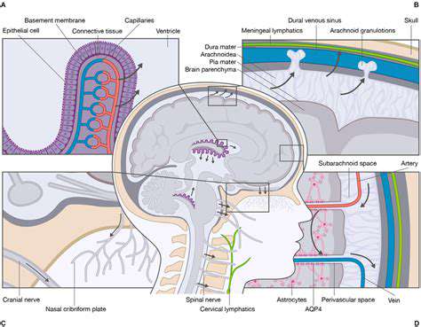 TheRoleofCerebrospinalFluidandVentricularSize