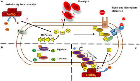 FactorsAffectingRiboflavinAbsorption