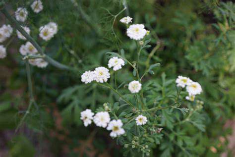 IntroductiontoFeverfew